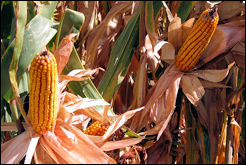 Pannocchie - foto di Fabio Bergamasco